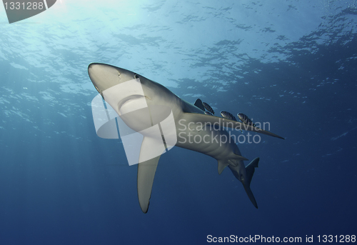 Image of Blue shark in open ocean