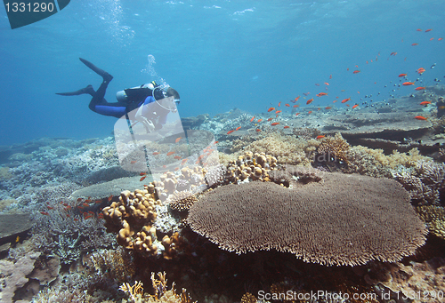 Image of Diver at coral reef