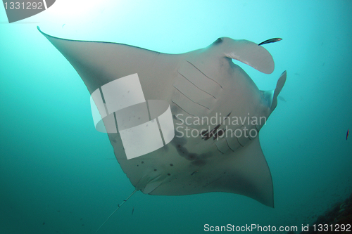 Image of Manta at cleaning station