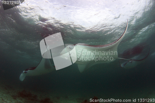 Image of Manta rays feeding