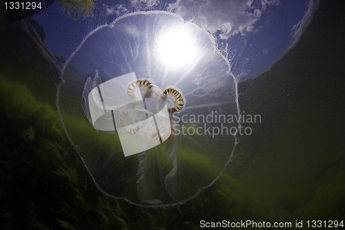 Image of Jellyfish at shallow water