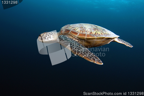 Image of Green turtle gliding