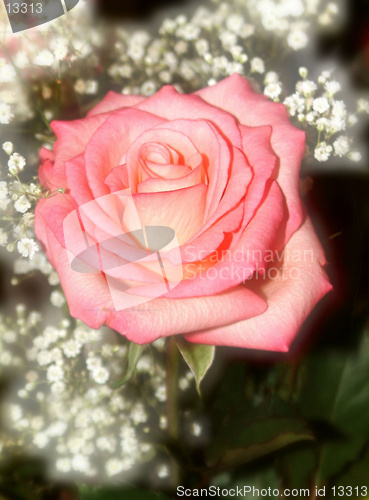 Image of rose and gypsophila