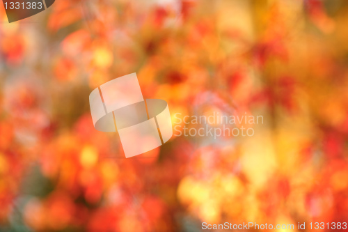 Image of Autumn bokeh background