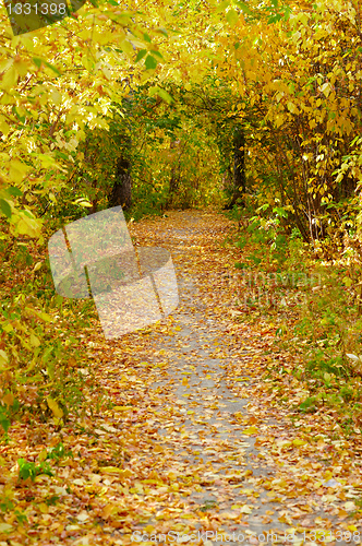 Image of Autumn alley 