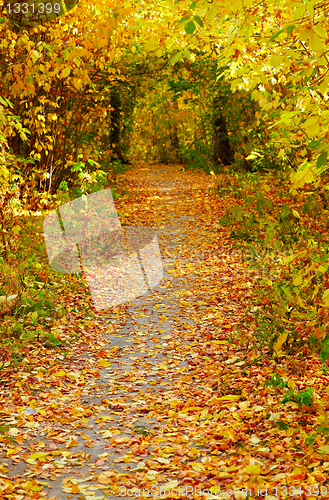 Image of Autumn alley 