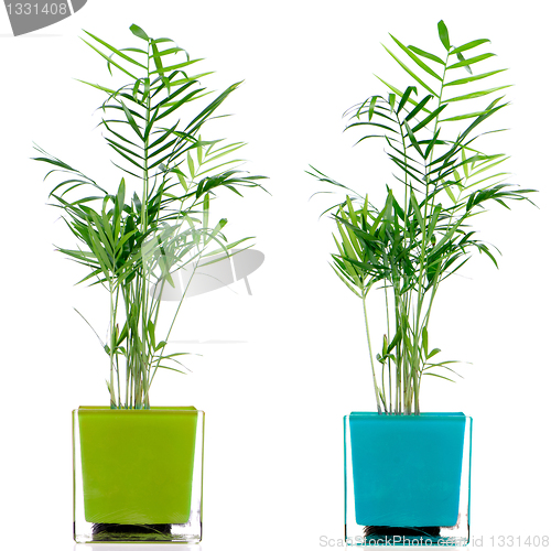 Image of Houseplants