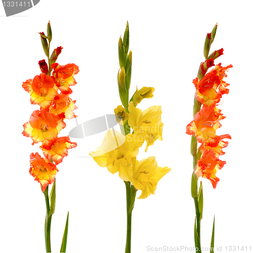 Image of Red and yellow gladiolus