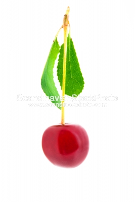 Image of Cherry (isolated)