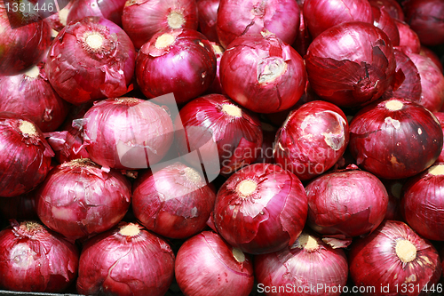 Image of Harvested Red Onions in background