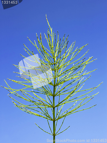 Image of Field horsetail in autumn