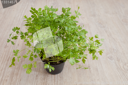Image of Fresh parsley plant