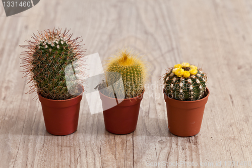 Image of Little Cactus plant