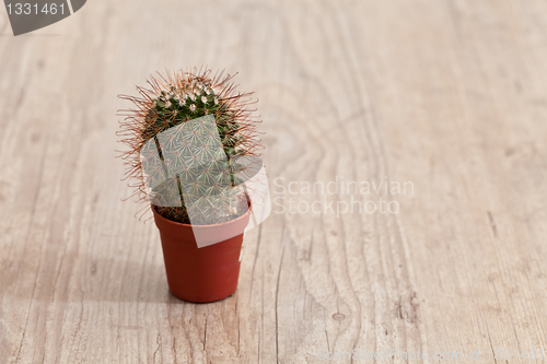 Image of Little Cactus plant