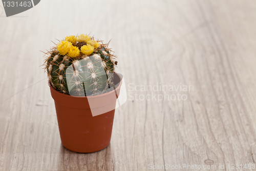 Image of Little Cactus plant