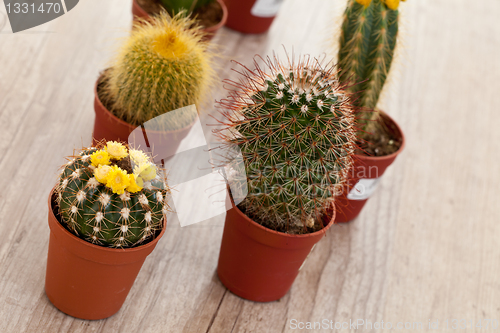 Image of Little Cactus plant