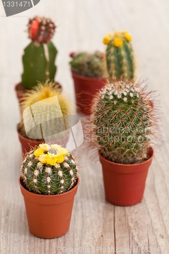 Image of Little Cactus plant