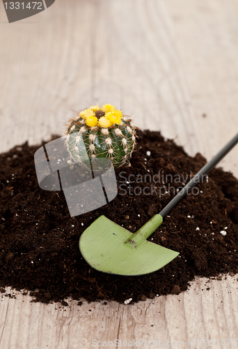 Image of Little cactus plant