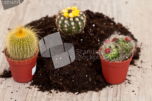 Image of Little cactus plant