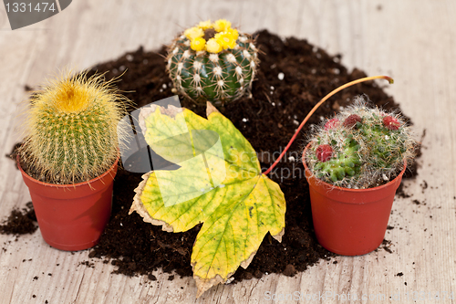 Image of Little cactus plant