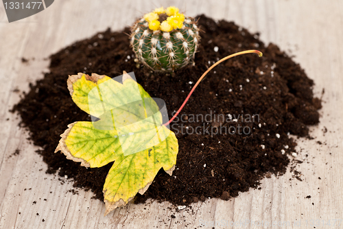 Image of Little cactus plant