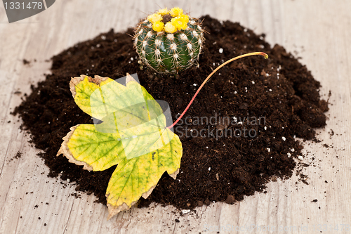 Image of Little cactus plant