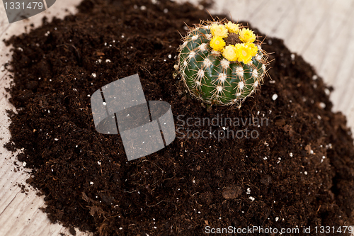 Image of Little cactus plant