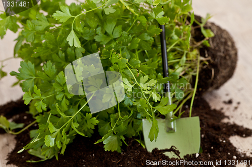 Image of Fresh parsley plant