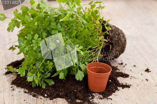 Image of Fresh parsley plant