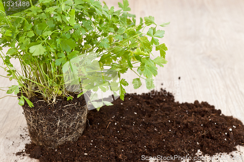 Image of Fresh parsley plant