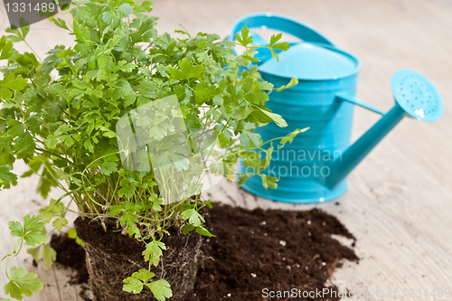 Image of Fresh parsley plant