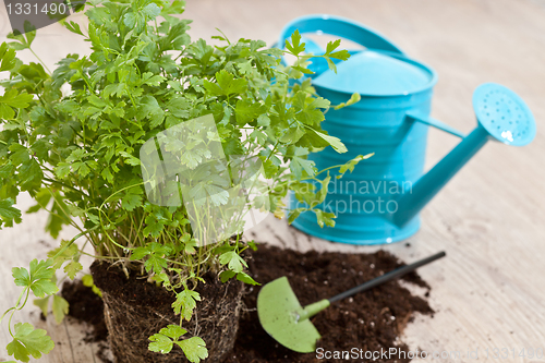 Image of Fresh parsley plant