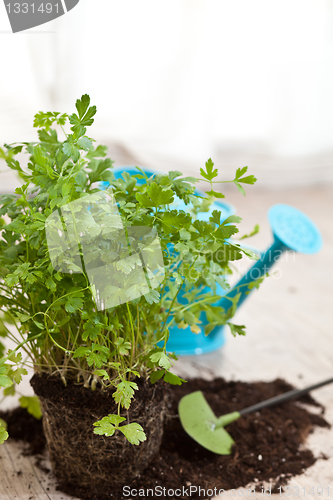 Image of Fresh parsley plant