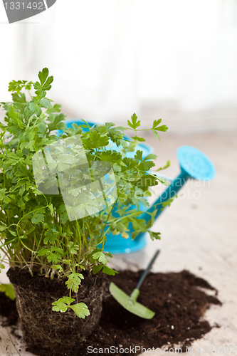 Image of Fresh parsley plant