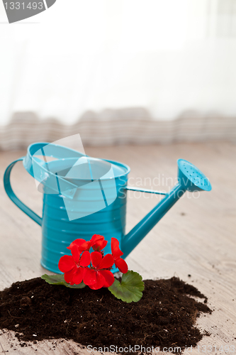 Image of Red flower on a soil