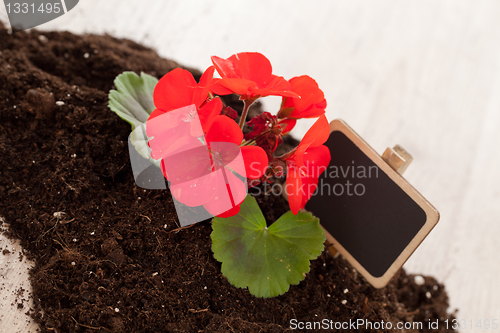 Image of Red flower on a soil