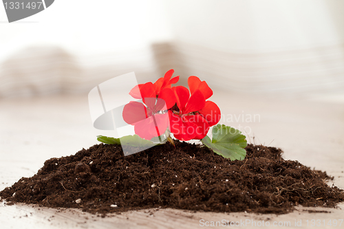 Image of Red flower on a soil