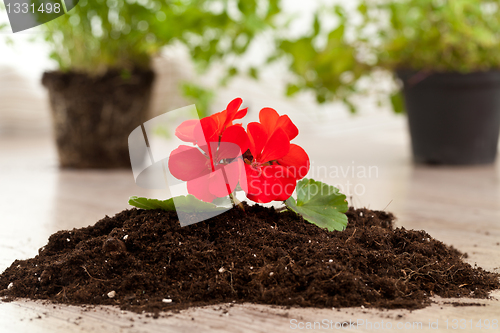 Image of Red flower on a soil