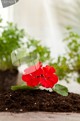 Image of Red flower on a soil