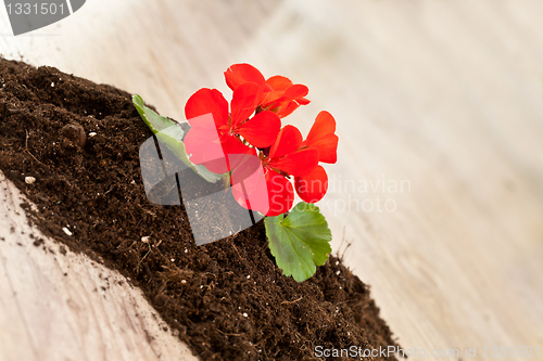 Image of Red flower on a soil