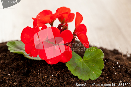 Image of Red flower on a soil