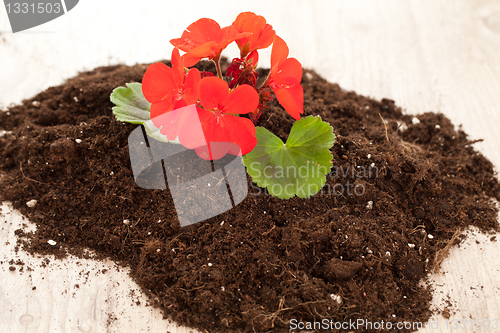 Image of Red flower on a soil