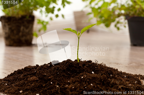 Image of growing plant