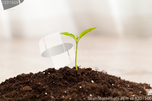 Image of growing plant