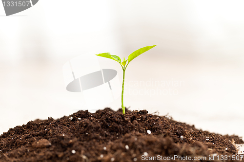 Image of growing plant