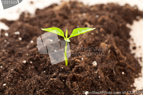 Image of growing plant