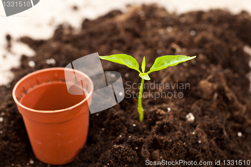 Image of growing plant