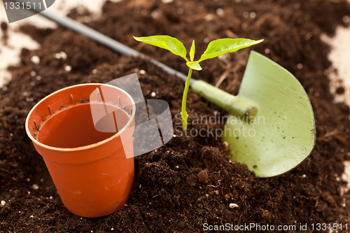 Image of growing plant
