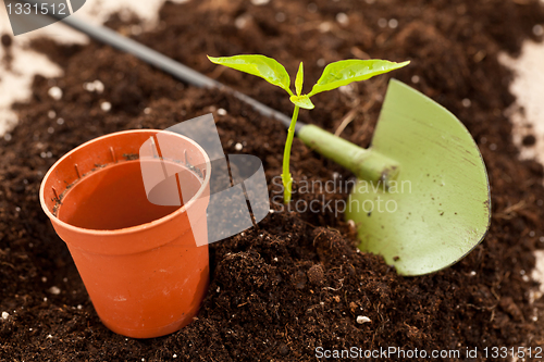 Image of growing plant
