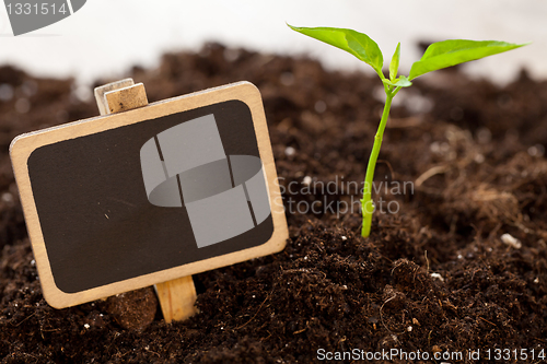 Image of growing plant
